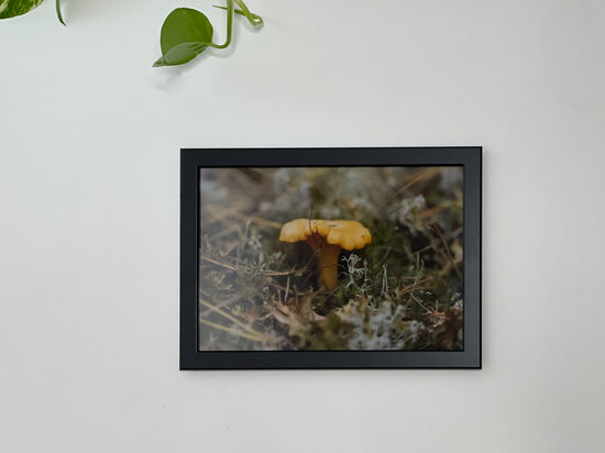 Foto rāmī - Gailene